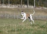 WHIPPET 332